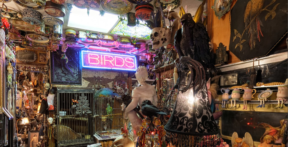 Steve's Weird House Seattle bird room