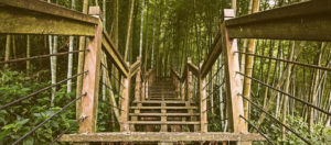 wooden stairs in forest